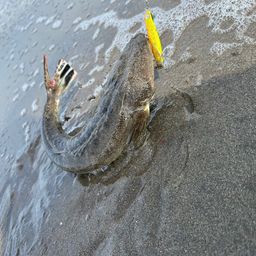 マゴチ