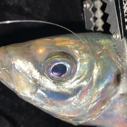 アジ
