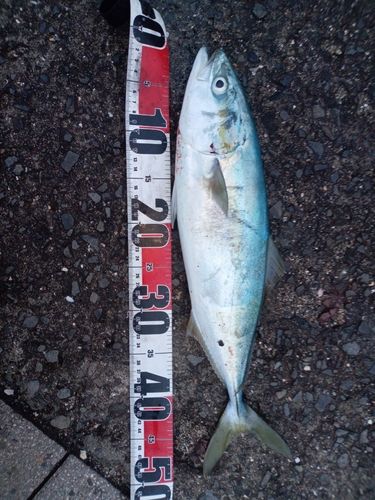 ヤズの釣果