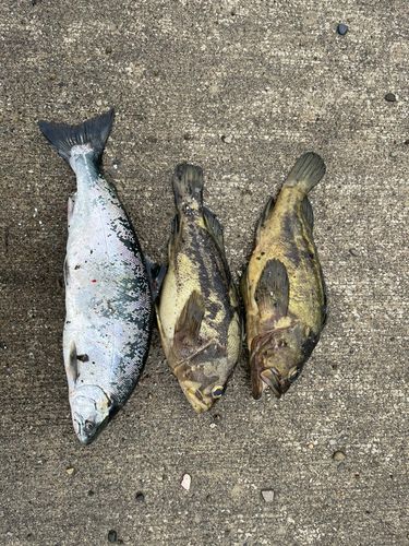 サクラマスの釣果