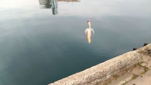 イカの釣果