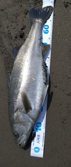スズキの釣果