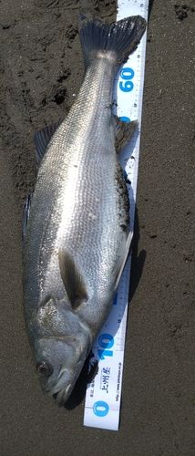 スズキの釣果