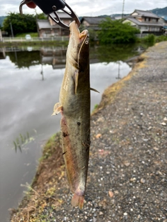 ナマズの釣果