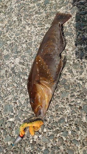 アイナメの釣果