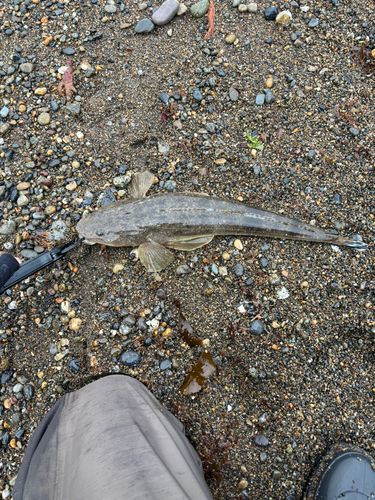 マゴチの釣果