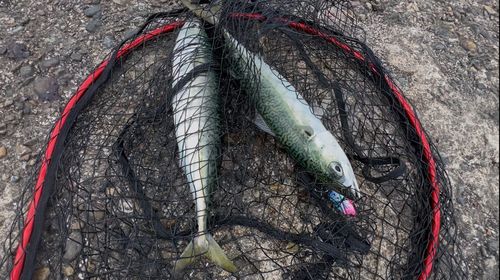 サバの釣果