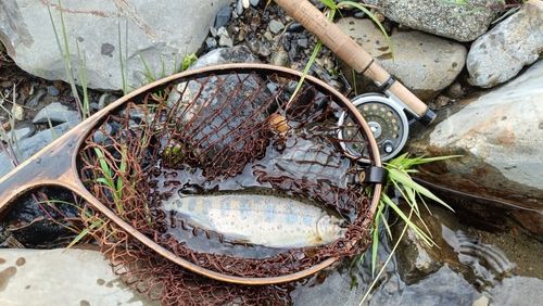 アマゴの釣果