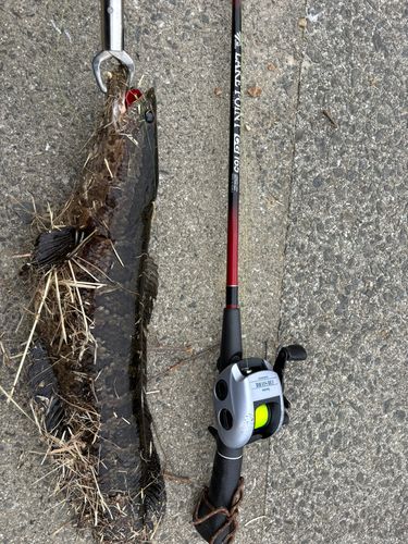 ライギョの釣果