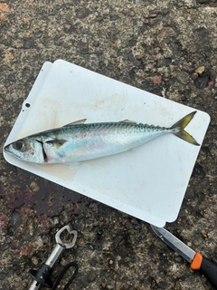 サバの釣果