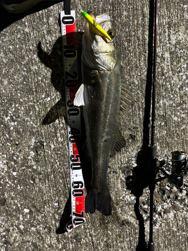 シーバスの釣果