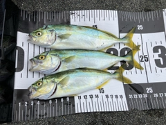 ワカシの釣果