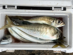 マアジの釣果