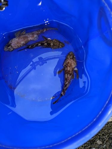 ガシラの釣果