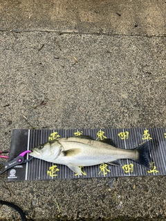 セイゴ（マルスズキ）の釣果