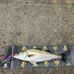 セイゴ（マルスズキ）