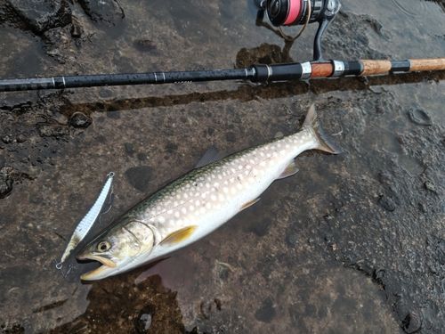 アメマスの釣果