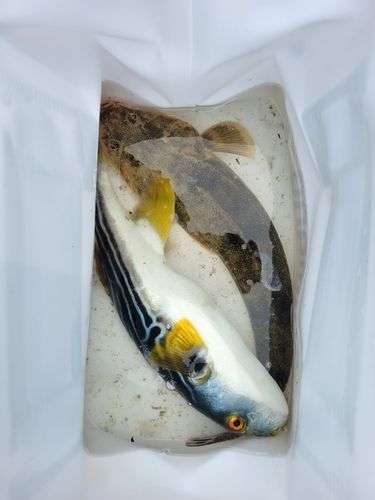 マゴチの釣果