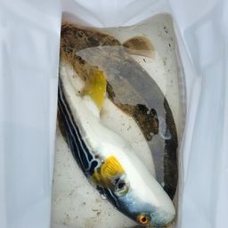 マゴチ