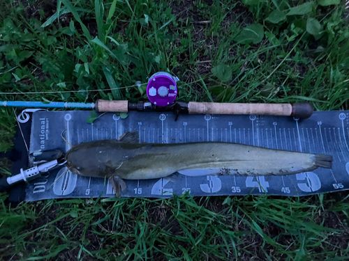 ナマズの釣果