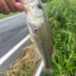 ラージマウスバス