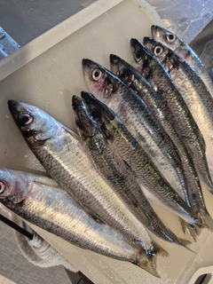 ニシンの釣果