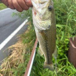 ラージマウスバス