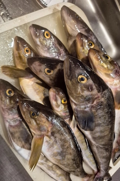 ホッケの釣果