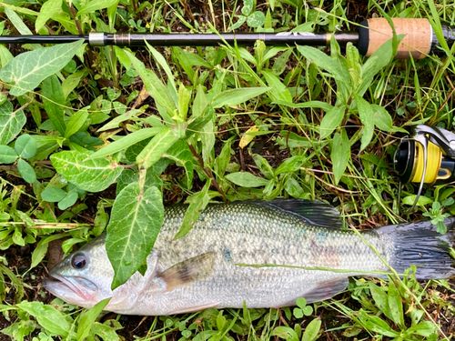 ラージマウスバスの釣果