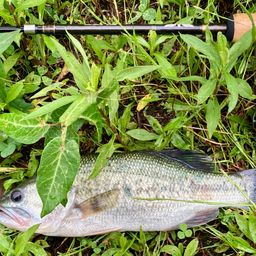 ラージマウスバス