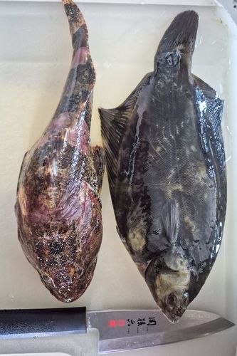 クロガシラガレイの釣果