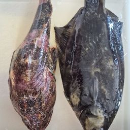 クロガシラガレイ