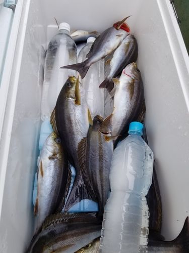 イサキの釣果