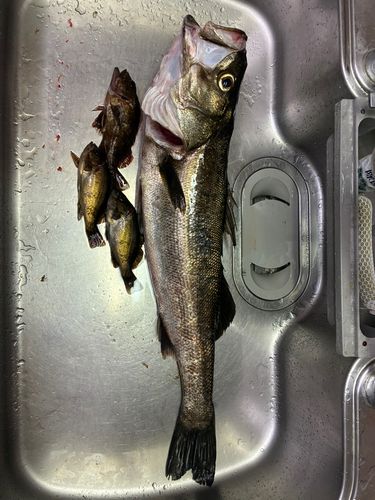 シーバスの釣果