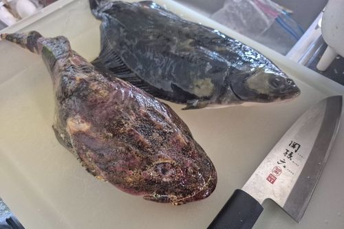 トゲカジカの釣果