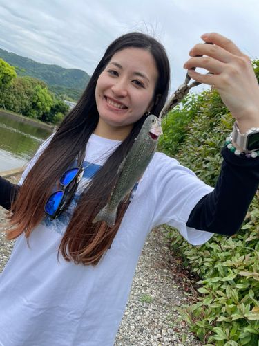 ニジマスの釣果