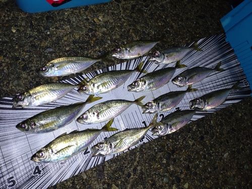 アジの釣果