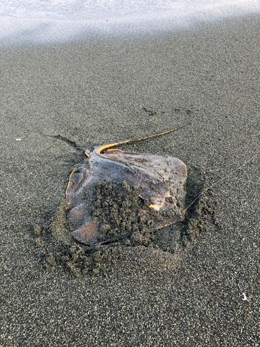 アカエイ