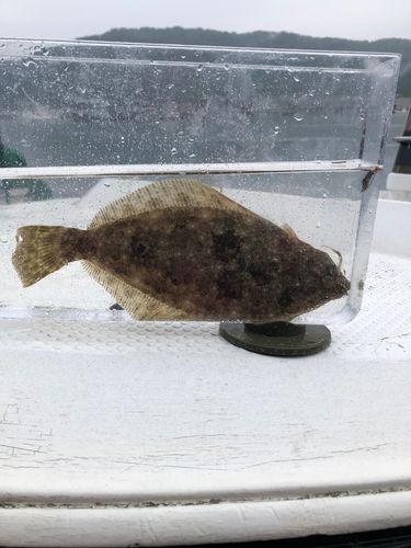 ヒラメの釣果