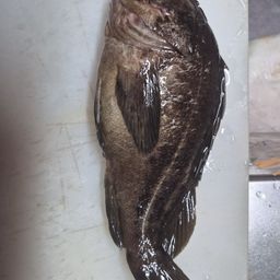 クロソイ