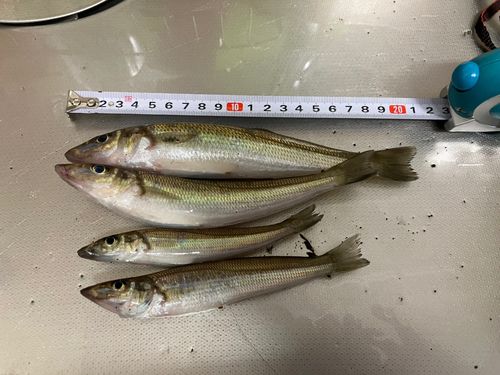 シロギスの釣果