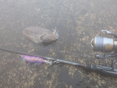 コウイカの釣果