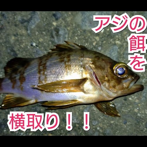 シロメバルの釣果