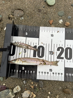 シロギスの釣果