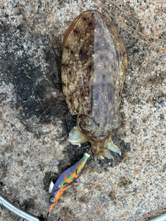 モンゴウイカの釣果
