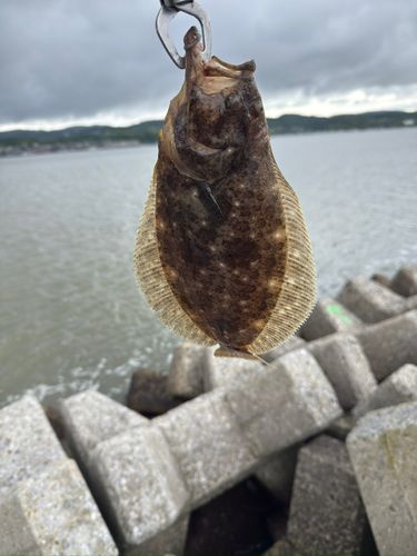 ヒラメの釣果
