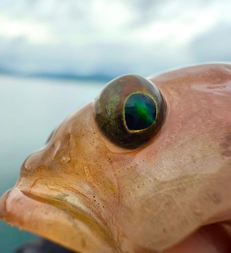 アナハゼの釣果