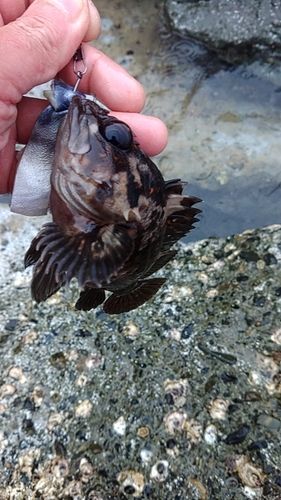 ムラソイの釣果