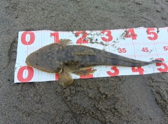 マゴチの釣果