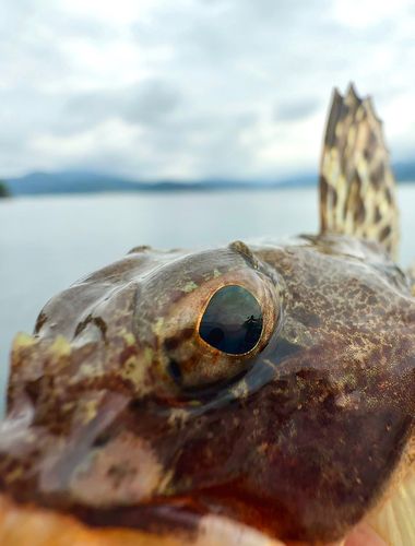 ニジカジカの釣果